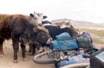 Baby yaks licking backpack!