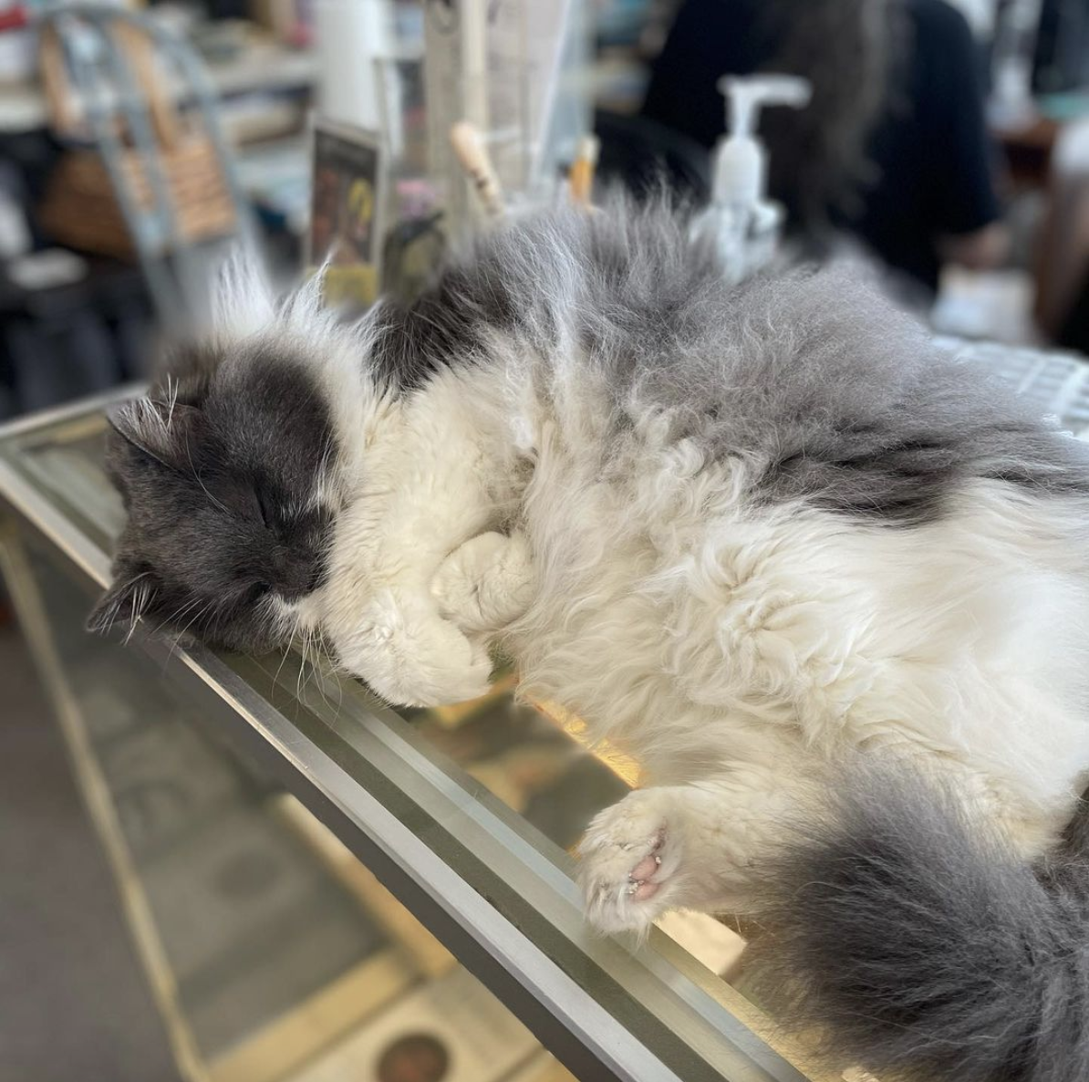 Big Boo, a fluffy gray and white cat, sleeps on the counter.