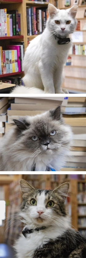 A white short-haired cat, a gray long-haired cat, and a fluffy tabby.