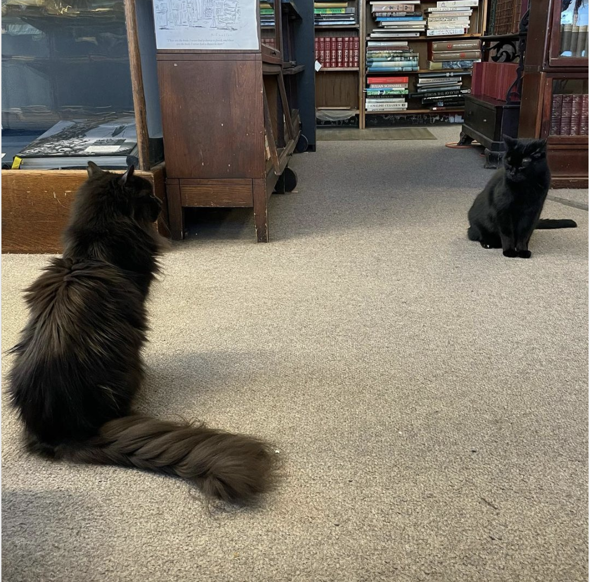 Two black cats sit several feet apart, looking at each other.